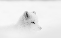 Desktop image. Animals. ID:88844