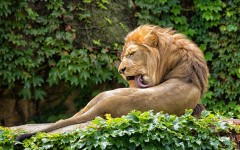 Desktop image. Animals. ID:88856