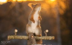 Desktop image. Animals. ID:88871