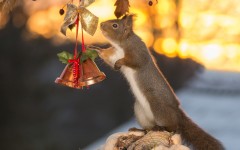 Desktop image. Animals. ID:88872