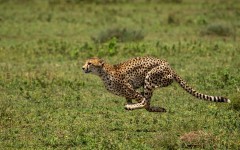 Desktop image. Animals. ID:88902