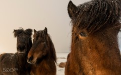 Desktop image. Animals. ID:88912