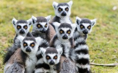 Desktop image. Animals. ID:88915