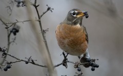 Desktop image. Animals. ID:88920