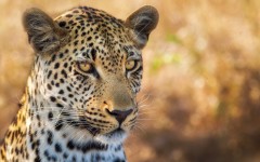 Desktop image. Animals. ID:88921