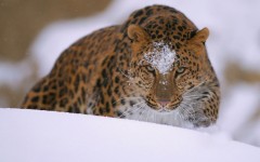 Desktop image. Animals. ID:88943
