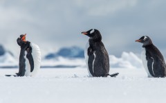 Desktop image. Animals. ID:88957