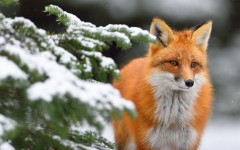 Desktop image. Animals. ID:88959