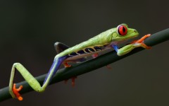 Desktop image. Animals. ID:88964
