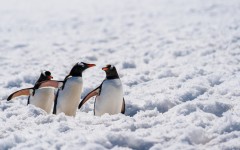Desktop image. Animals. ID:88987