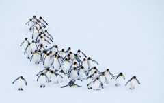Desktop image. Animals. ID:88988