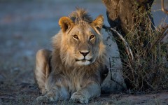 Desktop image. Animals. ID:88997