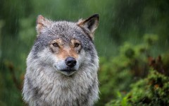 Desktop image. Animals. ID:89013