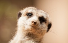Desktop image. Animals. ID:89014