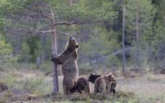 Desktop image. Animals. ID:89017