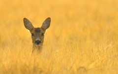 Desktop image. Animals. ID:89024