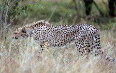 Desktop image. Animals. ID:89027