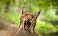 Desktop image. Animals. ID:89041