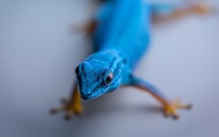 Desktop image. Animals. ID:89059