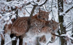 Desktop image. Animals. ID:89087
