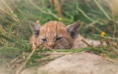 Desktop image. Animals. ID:89096