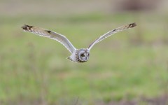 Desktop image. Animals. ID:89108