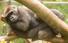Desktop image. Animals. ID:89144