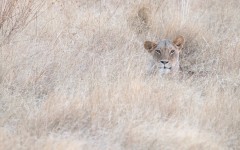 Desktop image. Animals. ID:89152