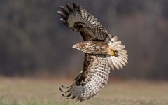Desktop image. Animals. ID:89153