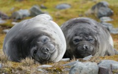 Desktop image. Animals. ID:89184