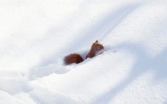 Desktop image. Animals. ID:89212