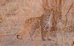 Desktop image. Animals. ID:89234