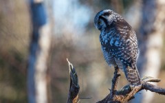 Desktop image. Animals. ID:89238