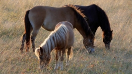 Desktop image. Animals. ID:89779
