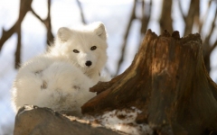 Desktop image. Animals. ID:89821