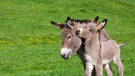 Desktop image. Animals. ID:91812