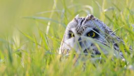 Desktop image. Animals. ID:92670
