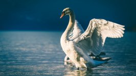 Desktop image. Animals. ID:135837