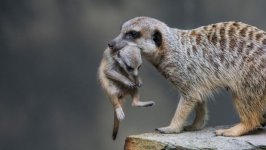Desktop image. Animals. ID:95453