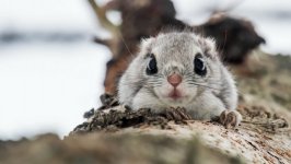 Desktop image. Animals. ID:95574