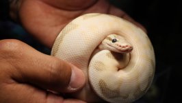 Desktop image. Animals. ID:95845