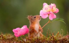 Desktop image. Animals. ID:95860