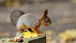 Desktop image. Animals. ID:95869