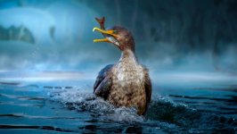 Desktop image. Animals. ID:95873
