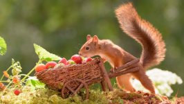 Desktop image. Animals. ID:95980