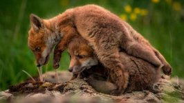 Desktop image. Animals. ID:95981