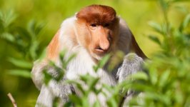 Desktop image. Animals. ID:96085