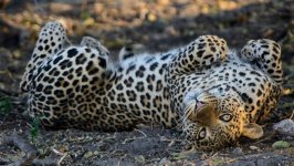 Desktop image. Animals. ID:96141