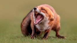 Desktop image. Animals. ID:96155