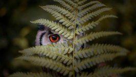 Desktop image. Animals. ID:96169